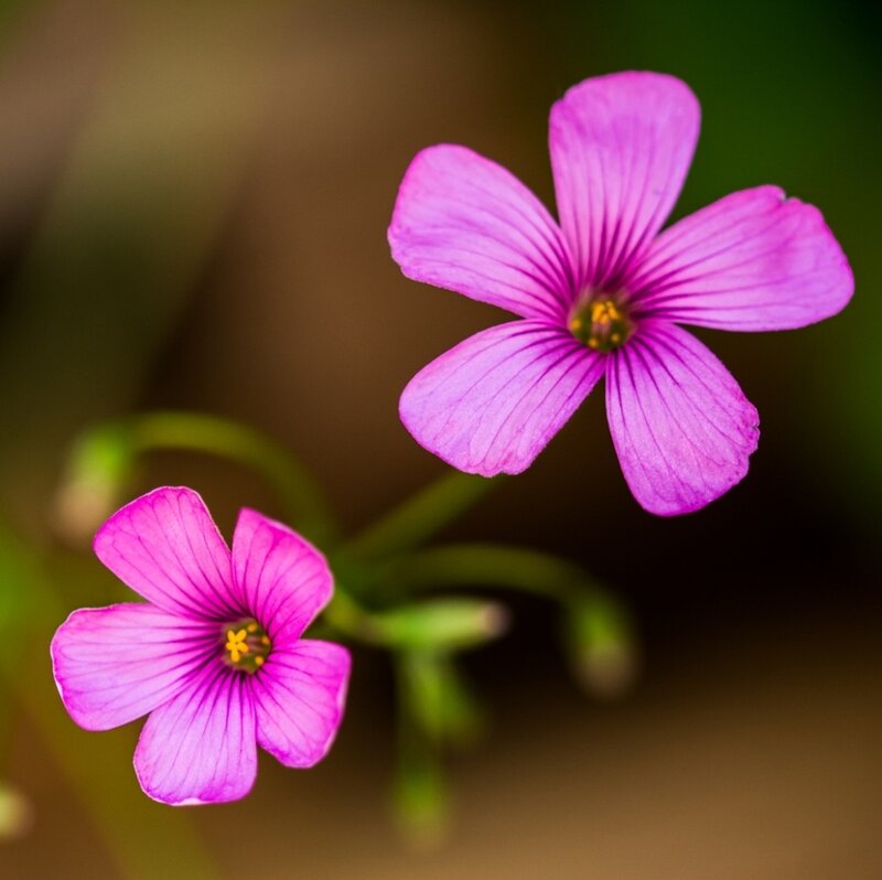Purple Oxalis Flowers — Serene