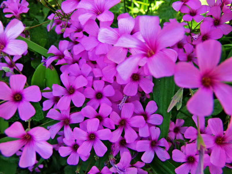 Purple Oxalis Flowers — Vibrant
