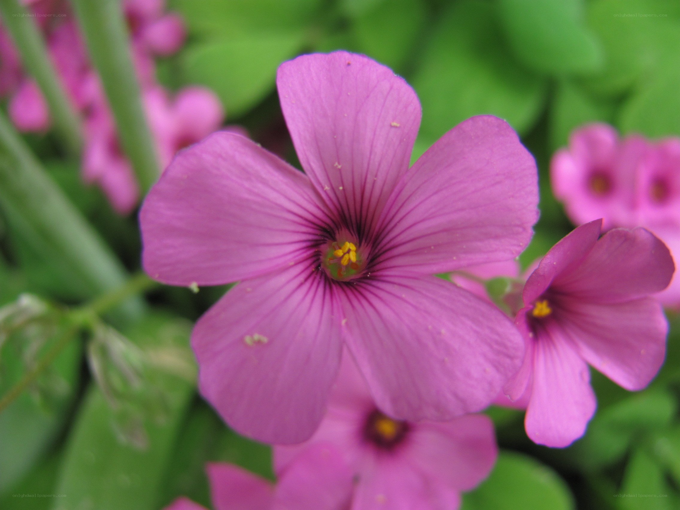 purple oxalis flowers