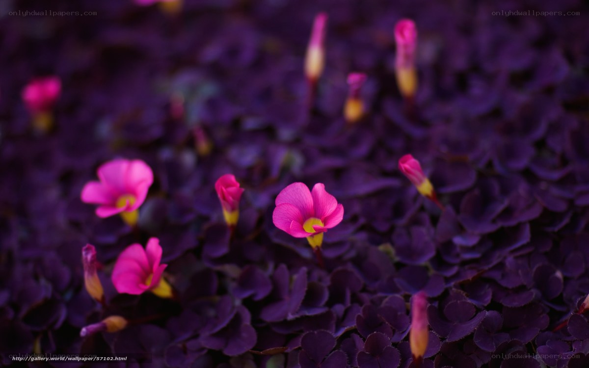 Purple Oxalis with Pink Flowers