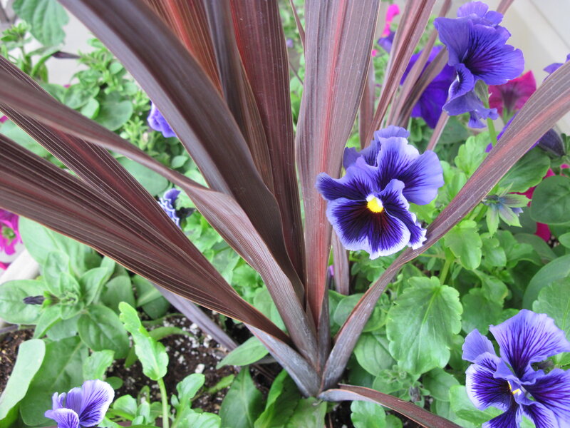 Purple Pansies and Red Leaves