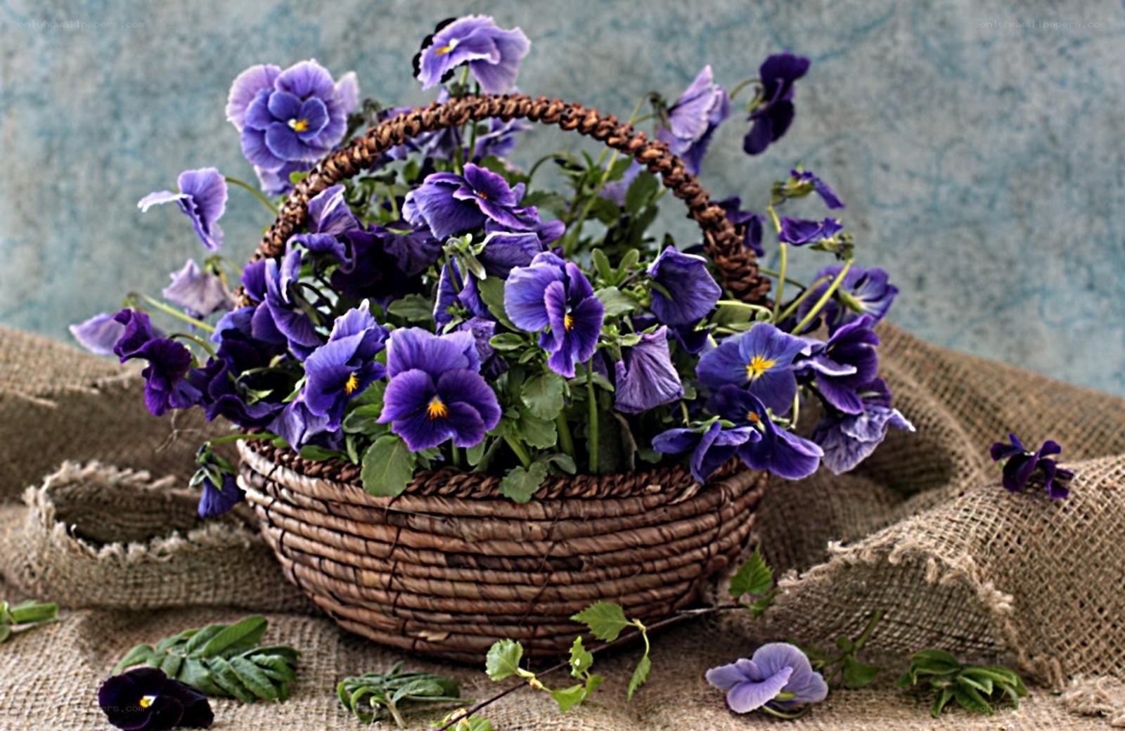 Purple pansies in a basket