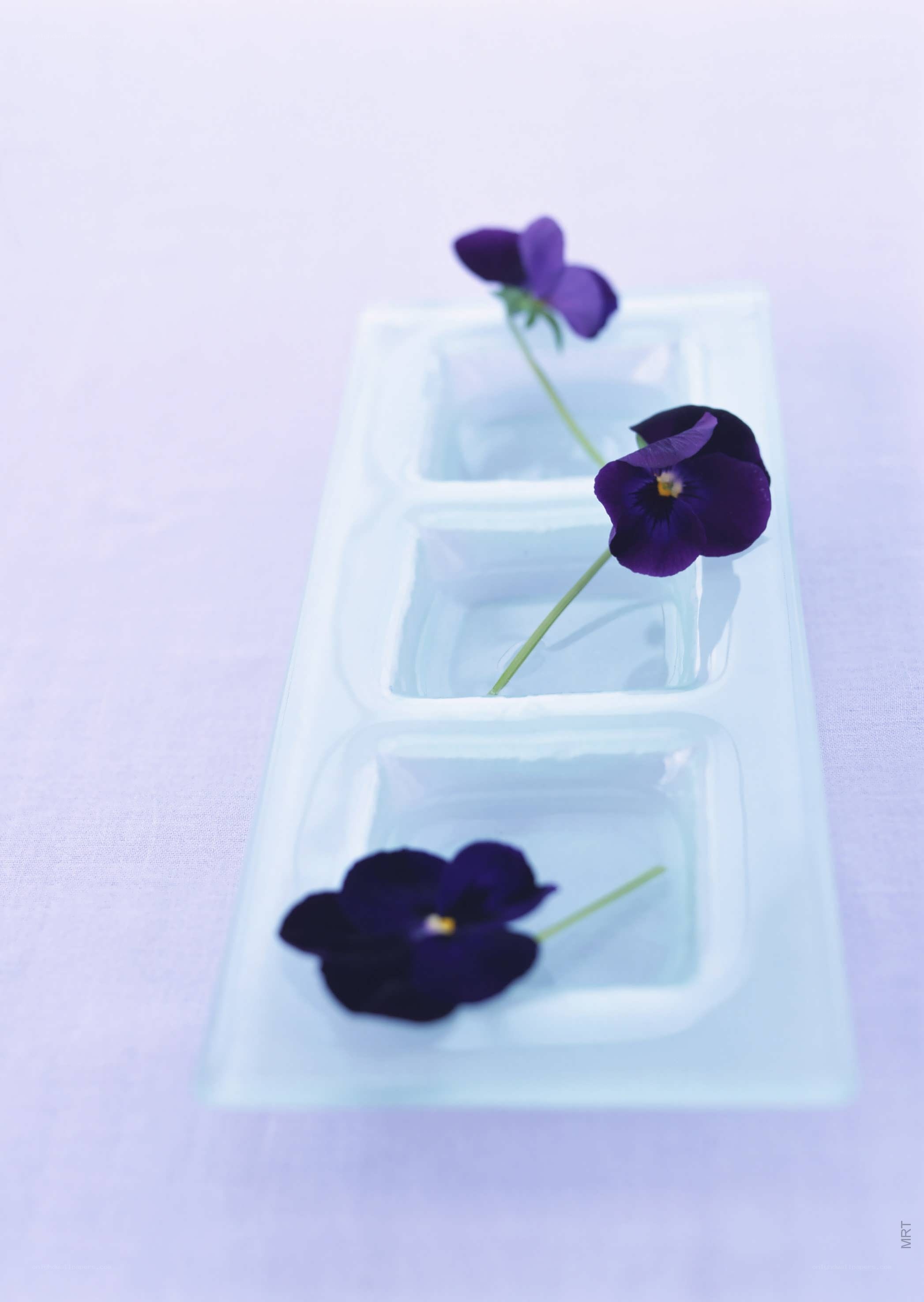 purple pansies in a dish
