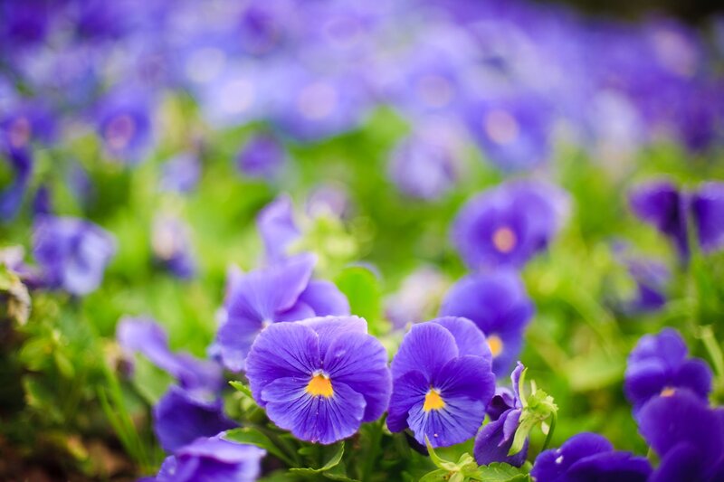 purple pansies in a field