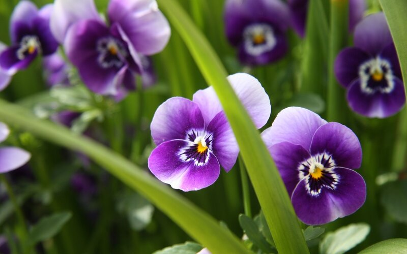 Purple pansies in a garden