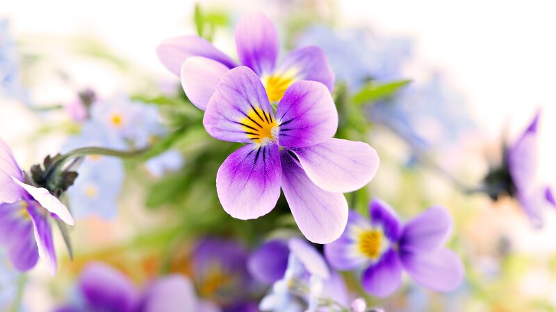 Purple pansies in a garden