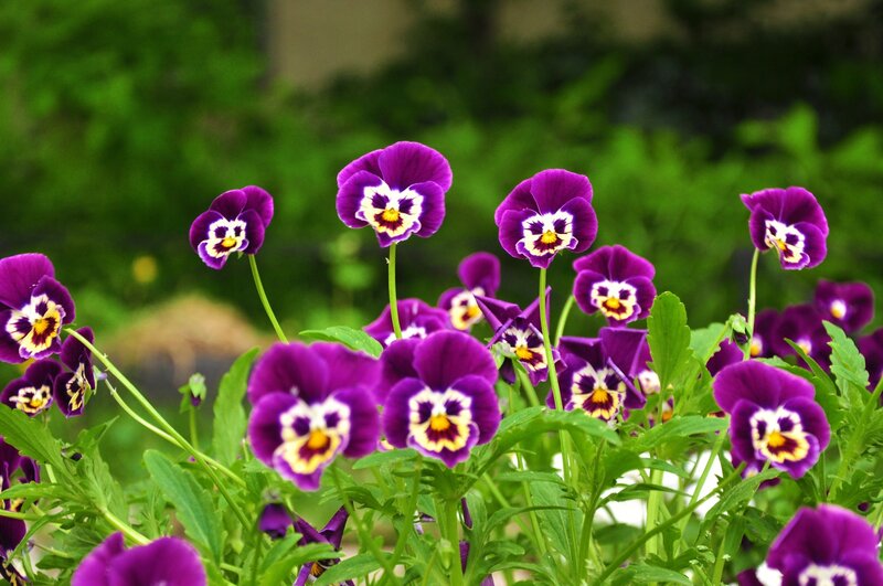 purple pansies in a garden