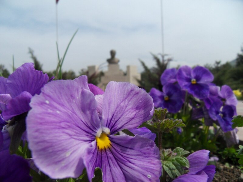 Purple pansies in a garden