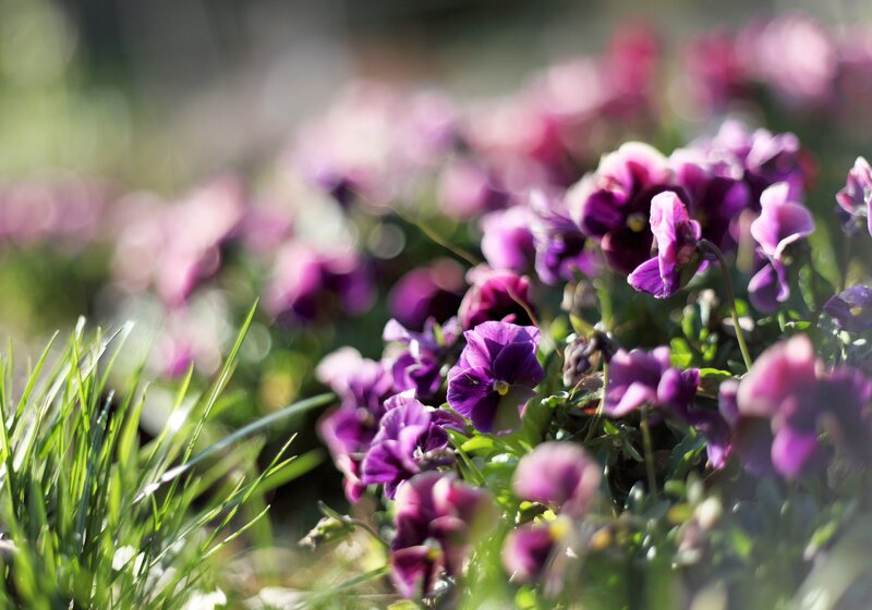 Purple pansies in a garden