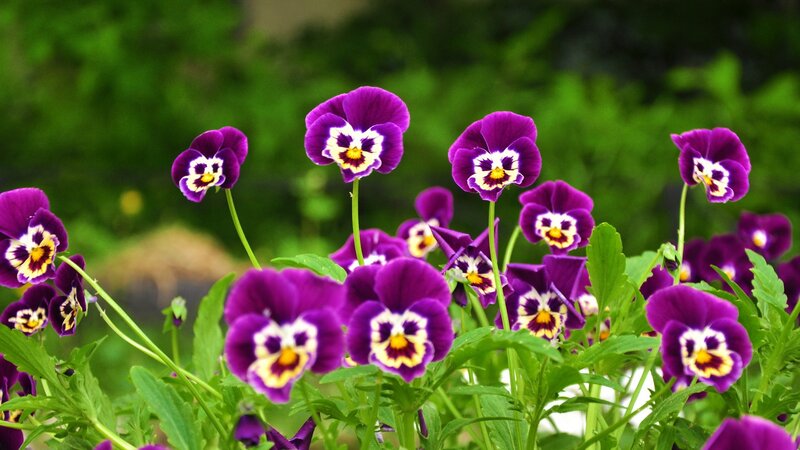 purple pansies in a garden