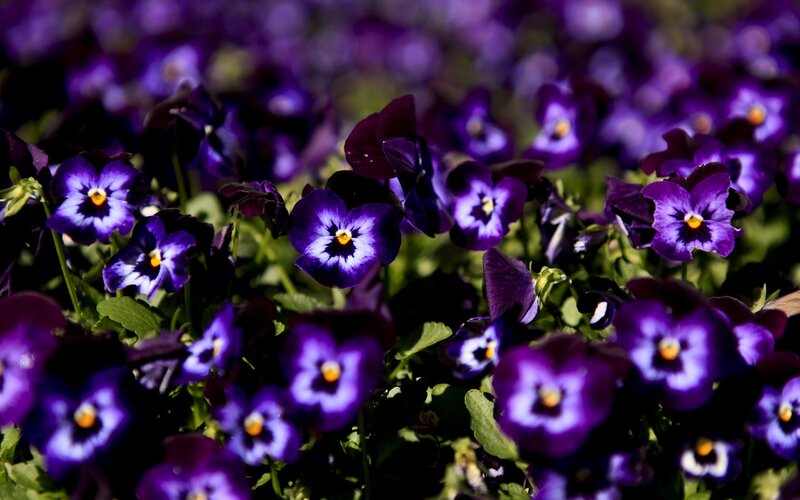 purple pansies in a garden