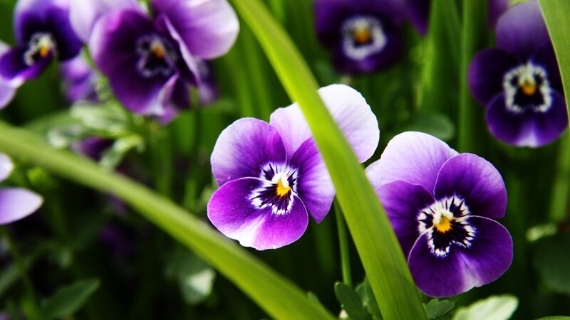 purple pansies in a garden