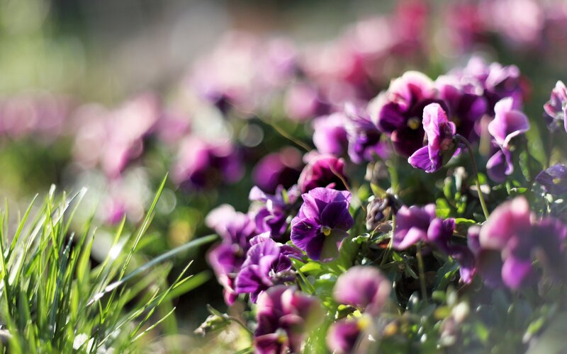Purple pansies in a garden
