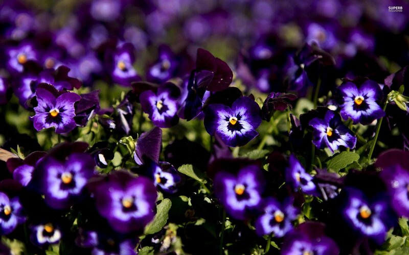 purple pansies in a garden