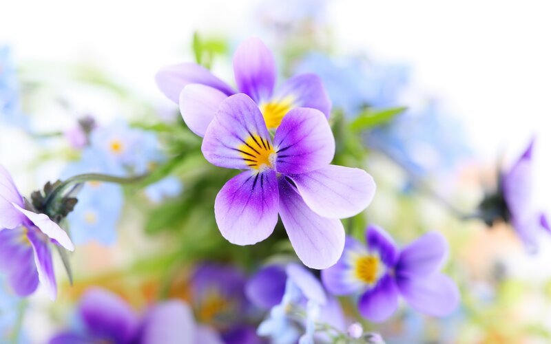 purple pansies in a garden