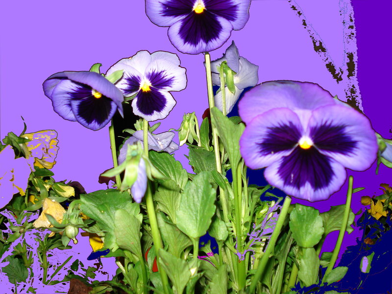Purple pansies in a garden