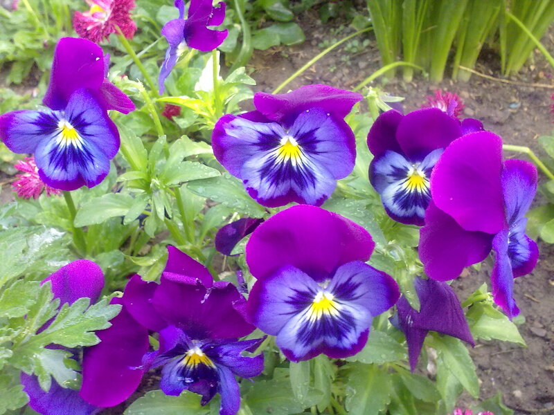 Purple pansies in a garden