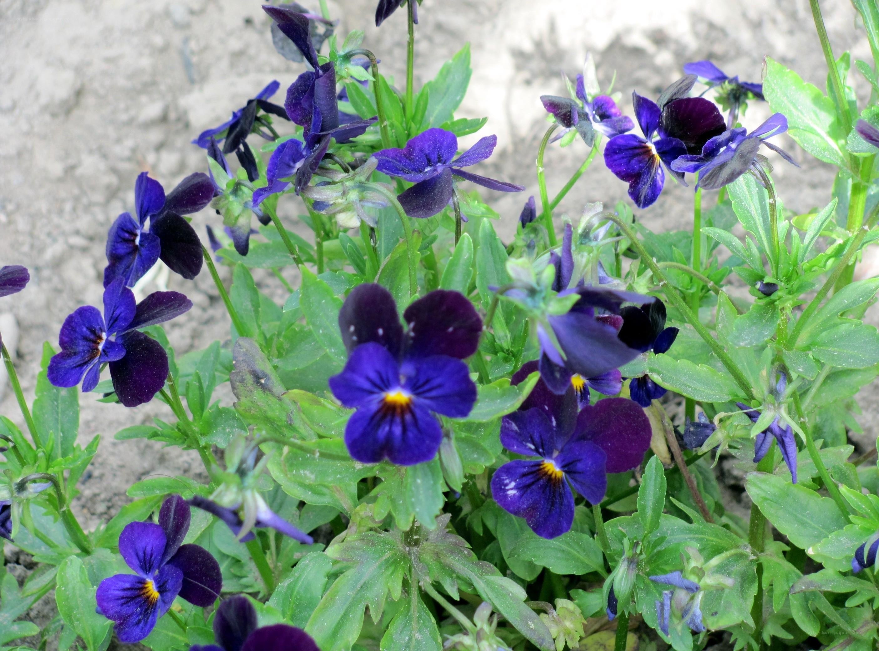 purple pansies in a garden