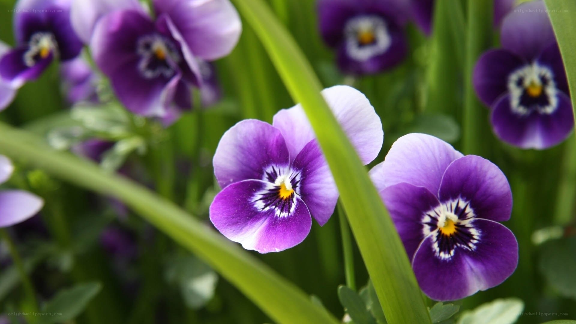 Purple pansies in a garden