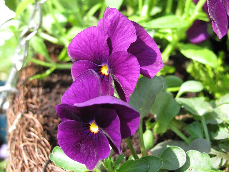 Purple pansies in a hanging basket