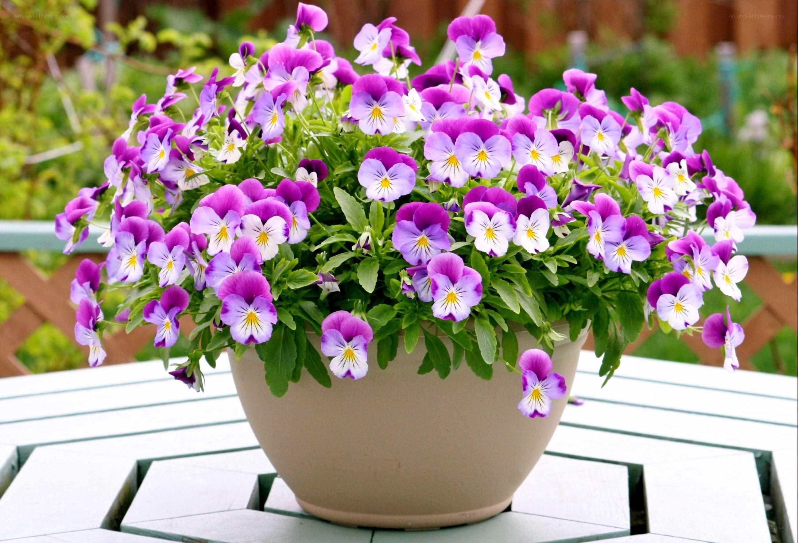 Purple pansies in a pot