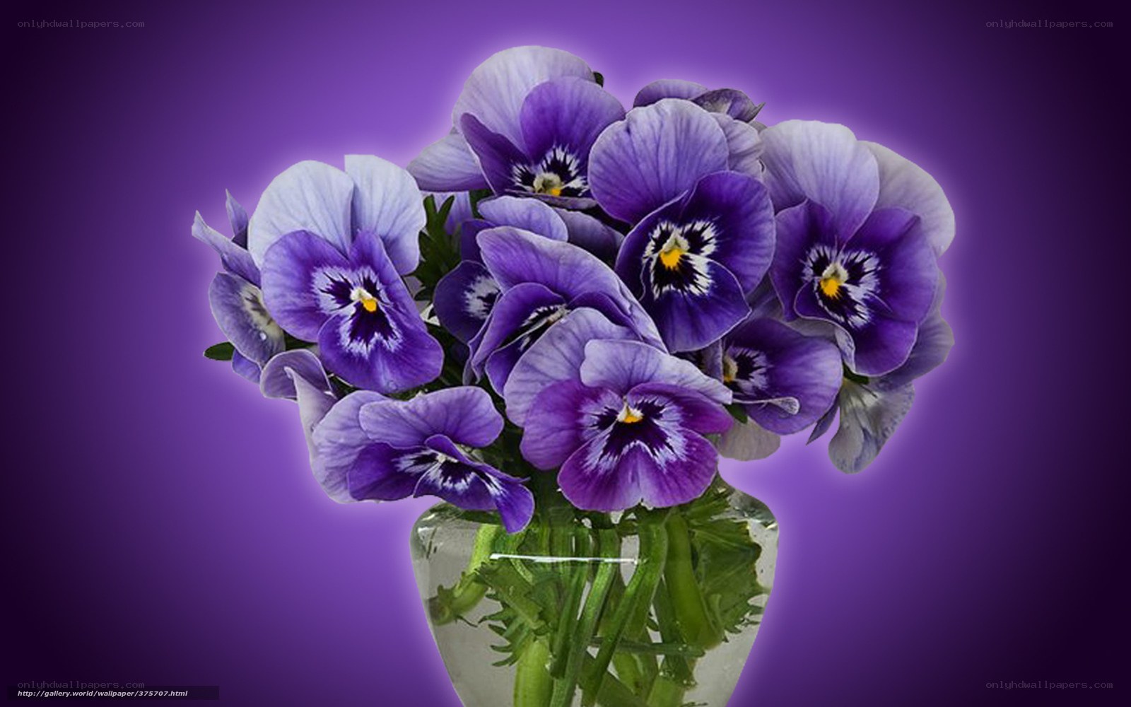 Purple pansies in a vase