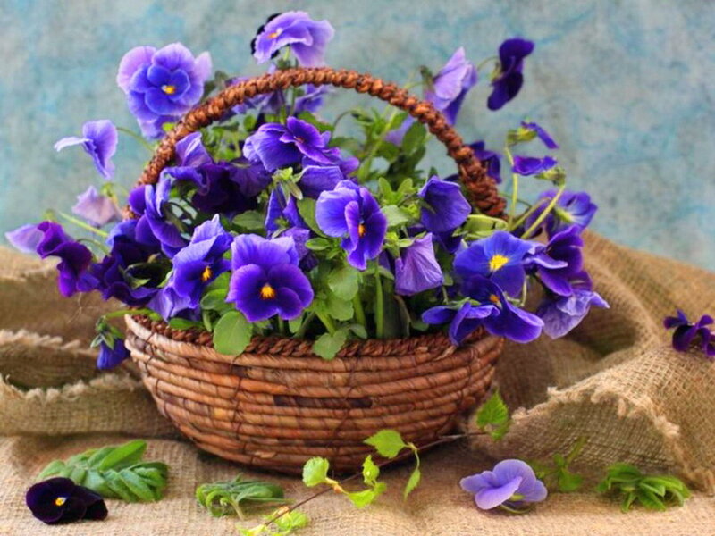 Purple Pansies in Basket — Calm, Photograph, Burlap