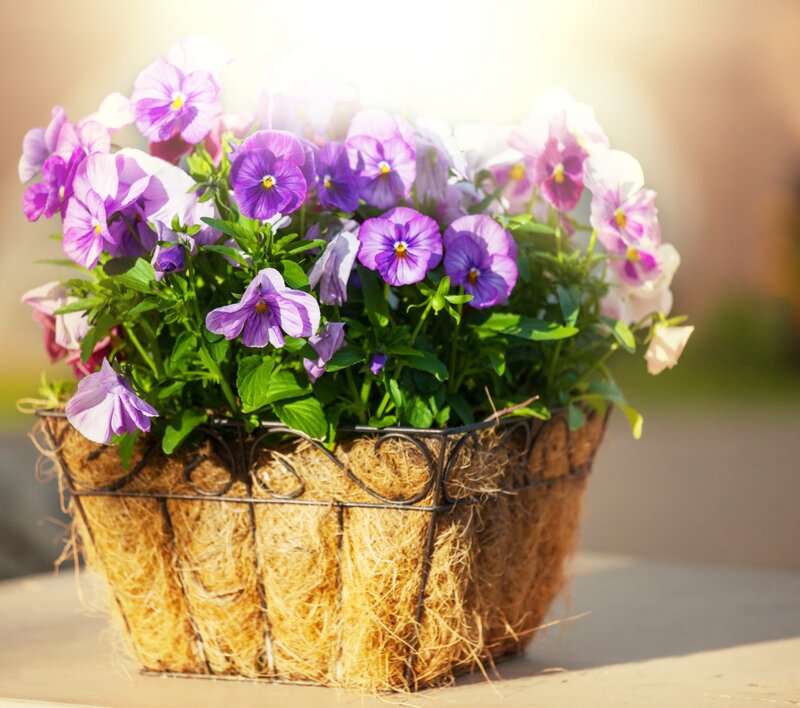 Purple Pansies in Basket — Serene, Afternoon