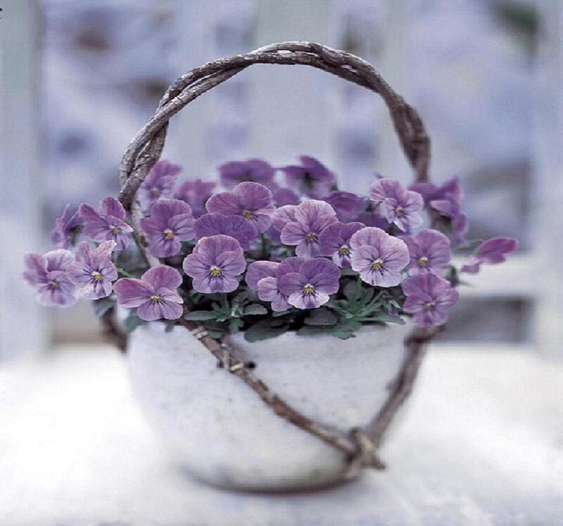 Purple Pansies in Basket — Serene