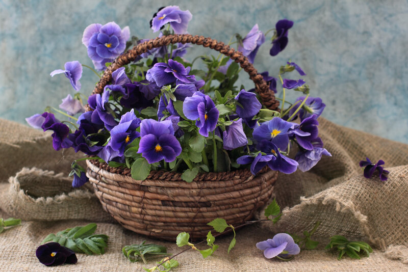 Purple Pansies in Basket