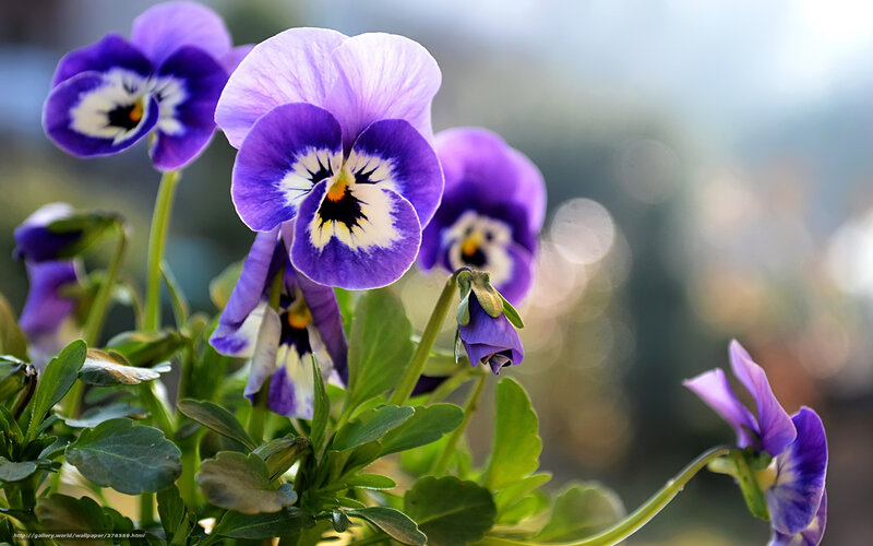Purple pansies in bloom
