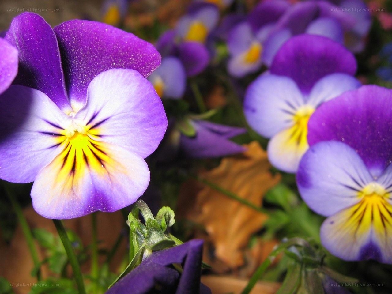 purple pansies in bloom
