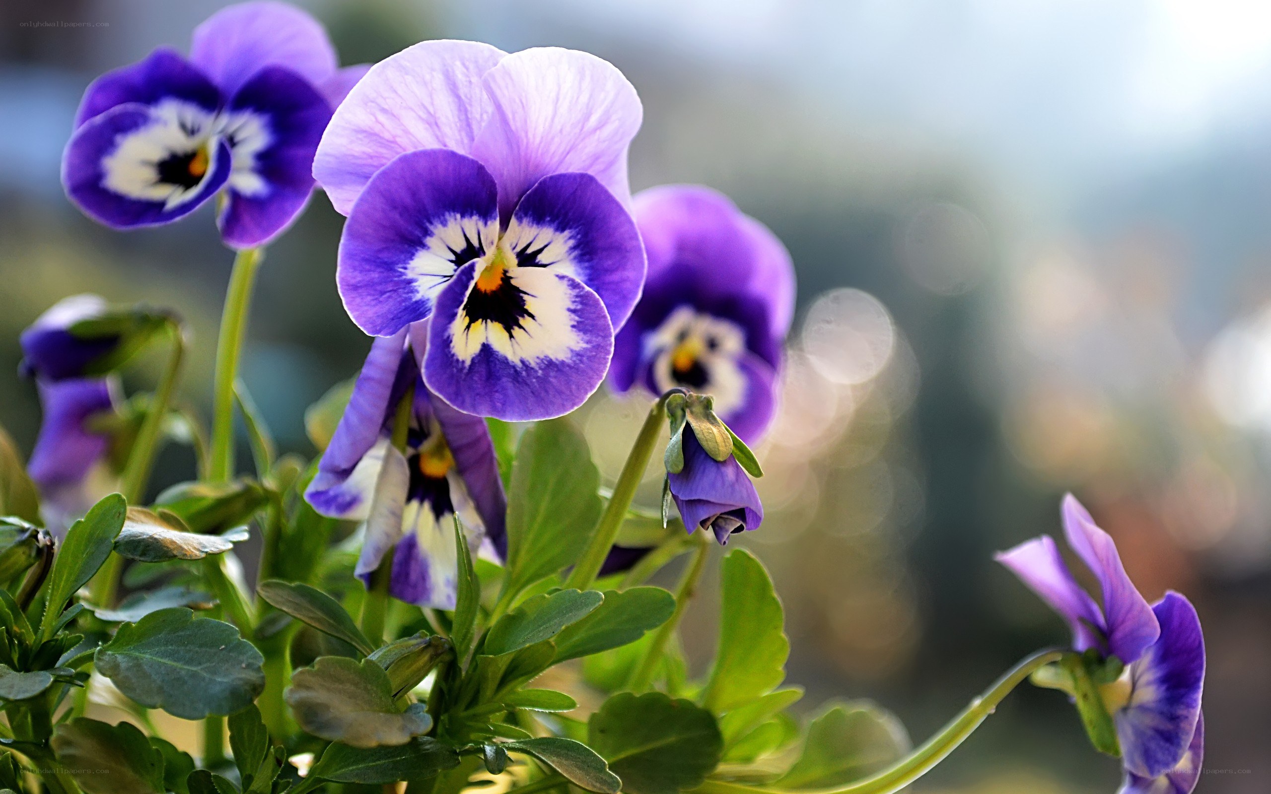 Purple pansies in bloom