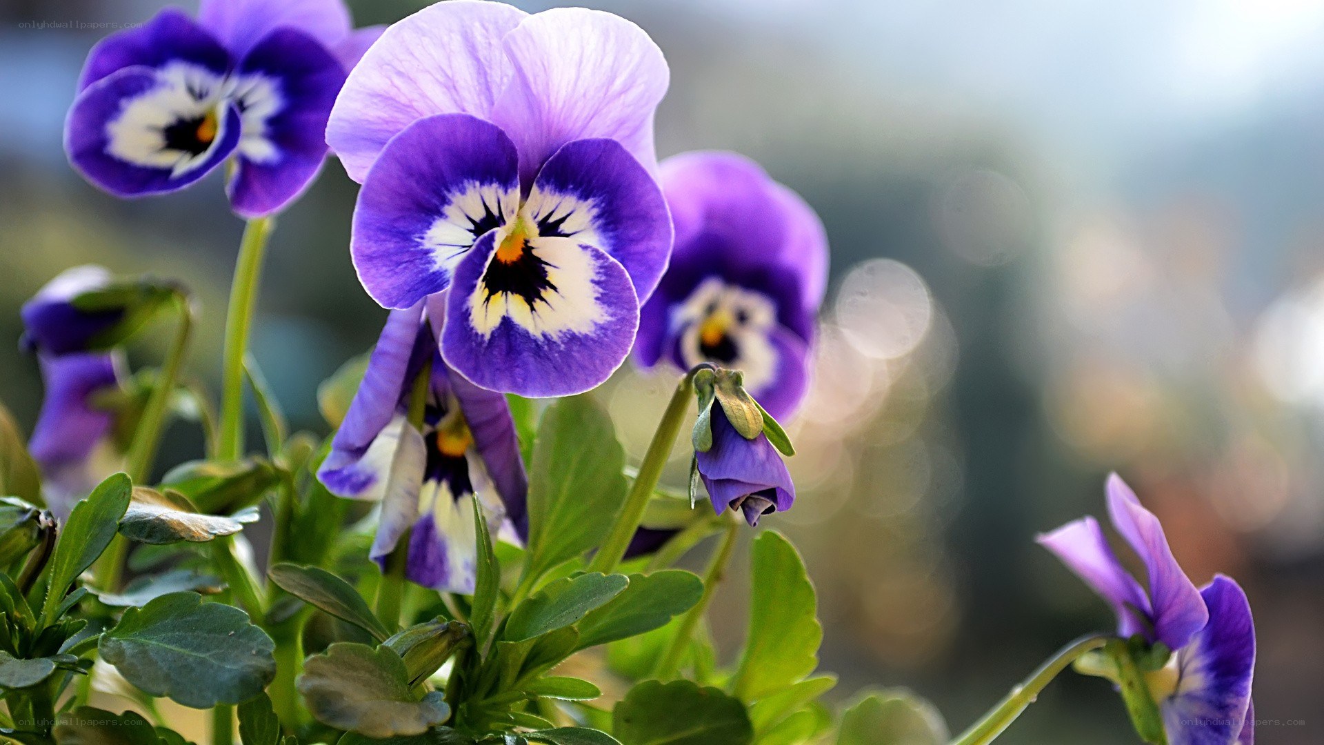 Purple pansies in bloom