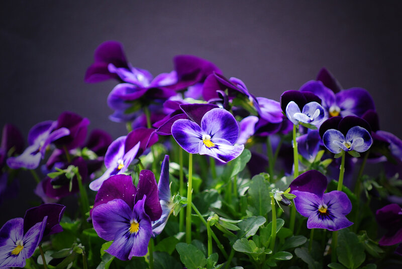 purple pansies in bloom