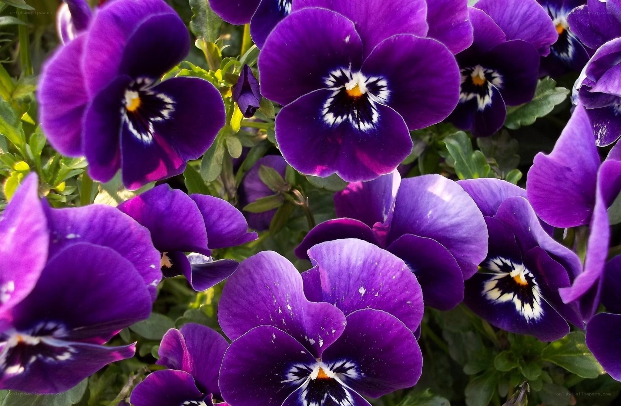 Purple pansies in bloom