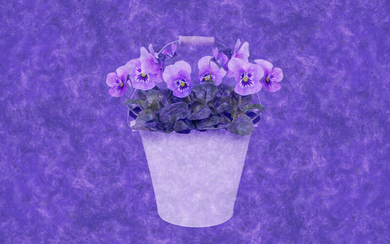 Purple Pansies in Bucket