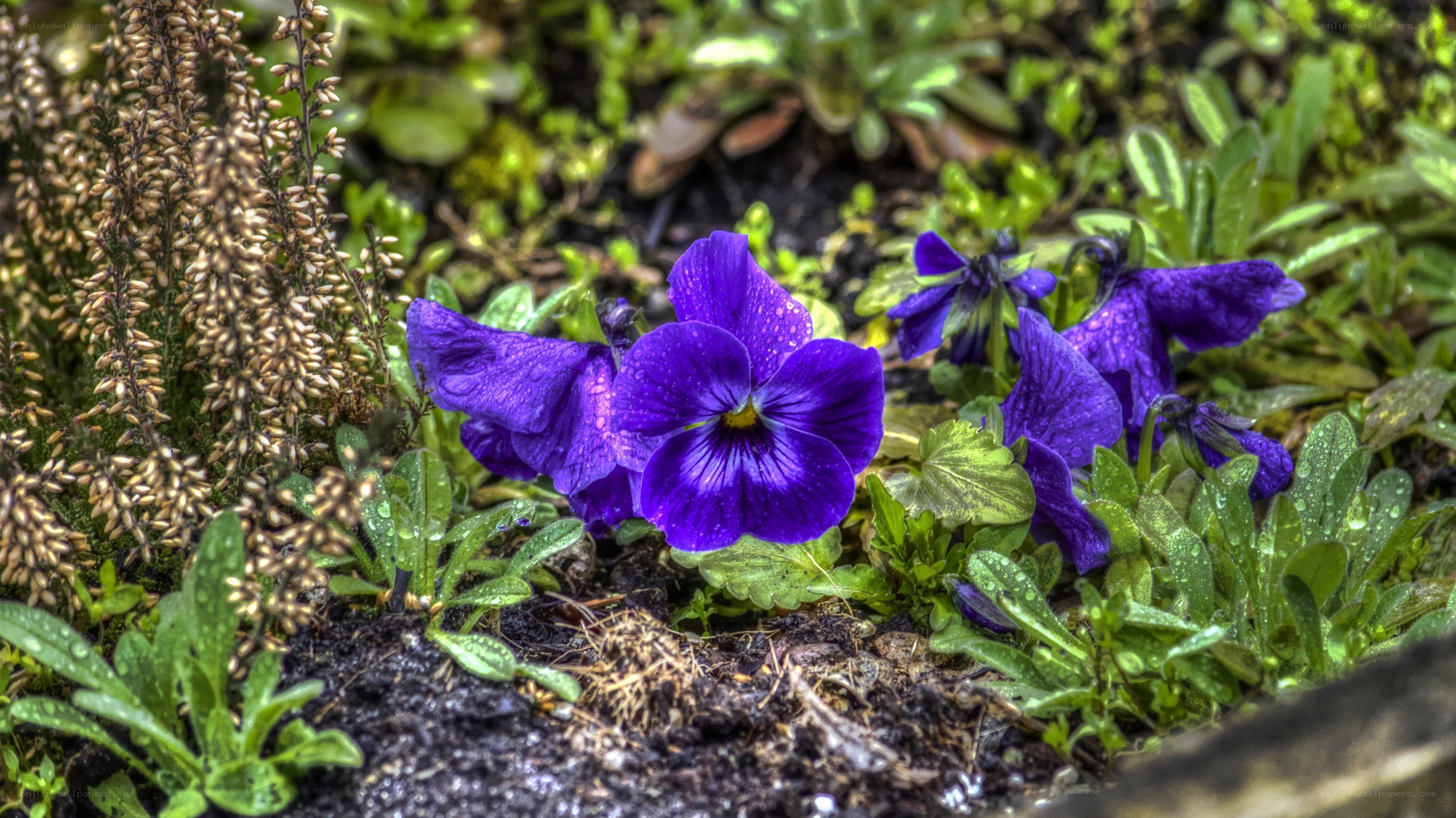 Purple pansies in garden