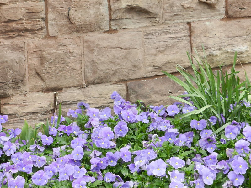 Purple Pansies in Garden — Calm