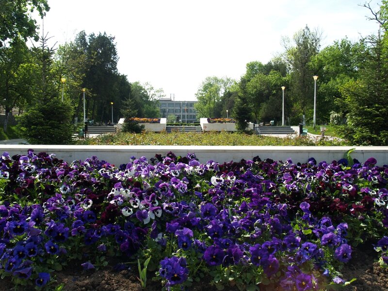 Purple Pansies in Garden — Serene