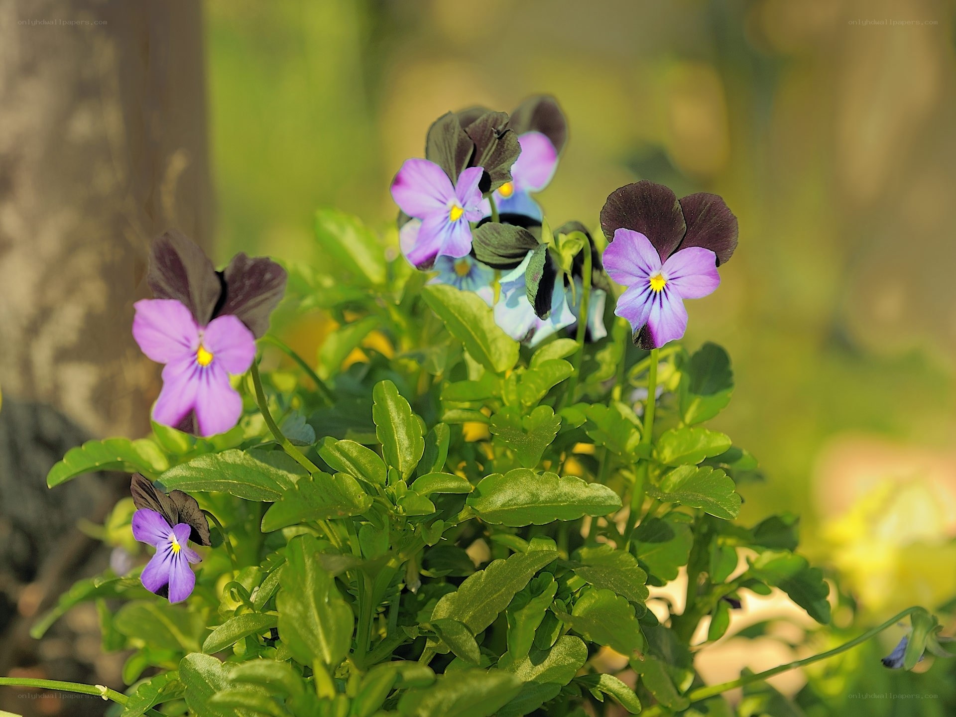 Purple pansies in garden
