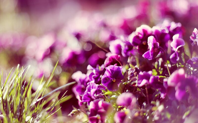 Purple Pansies in Grass — Serene, Afternoon, Photograph