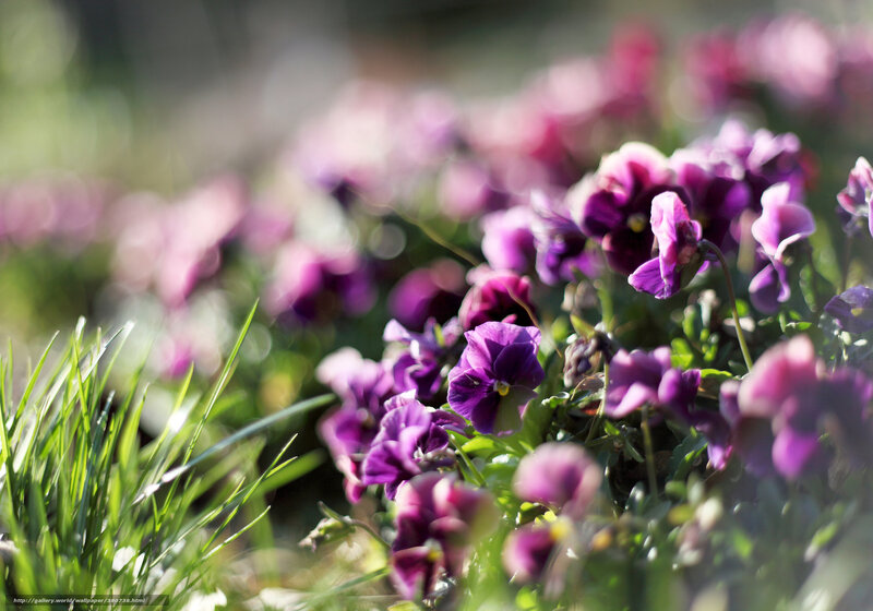 Purple Pansies in Grass — Serene