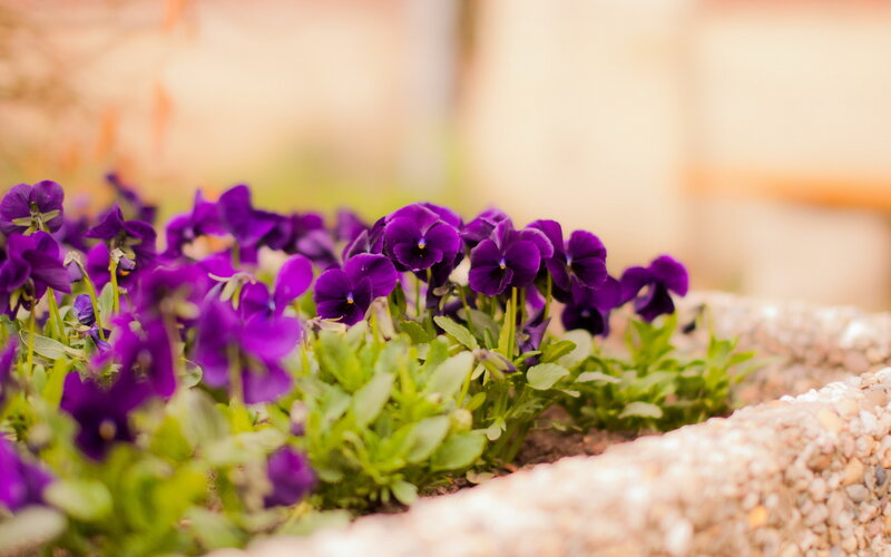 Purple Pansies in Planter