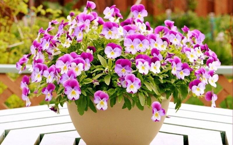 Purple Pansies in Pot — Calm, Afternoon, Photograph, Plant, Table