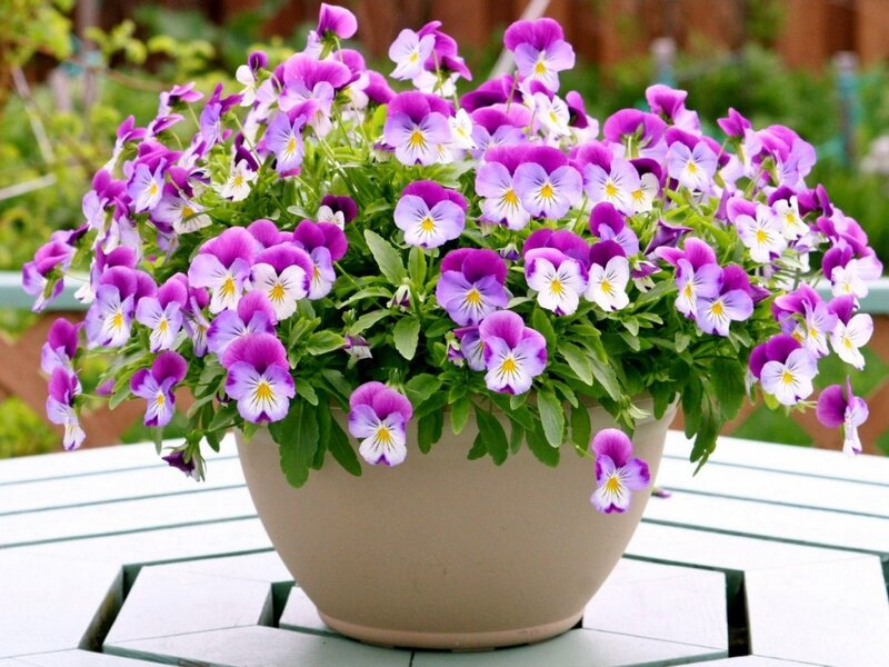 Purple Pansies in Pot — Calm, Afternoon, Photograph, Table