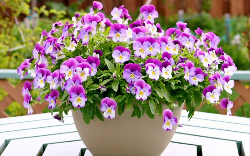 Purple Pansies in Pot — Calm, Afternoon, Photograph