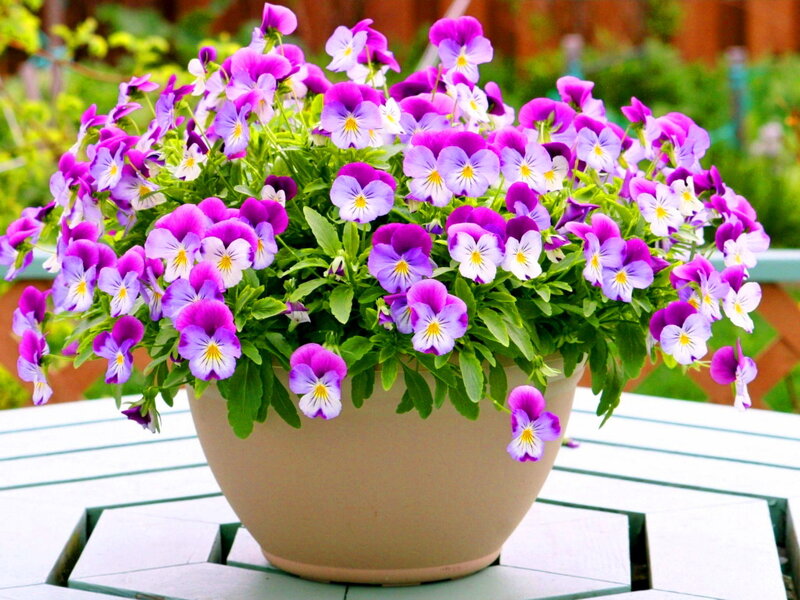 Purple Pansies in Pot — Calm, Afternoon