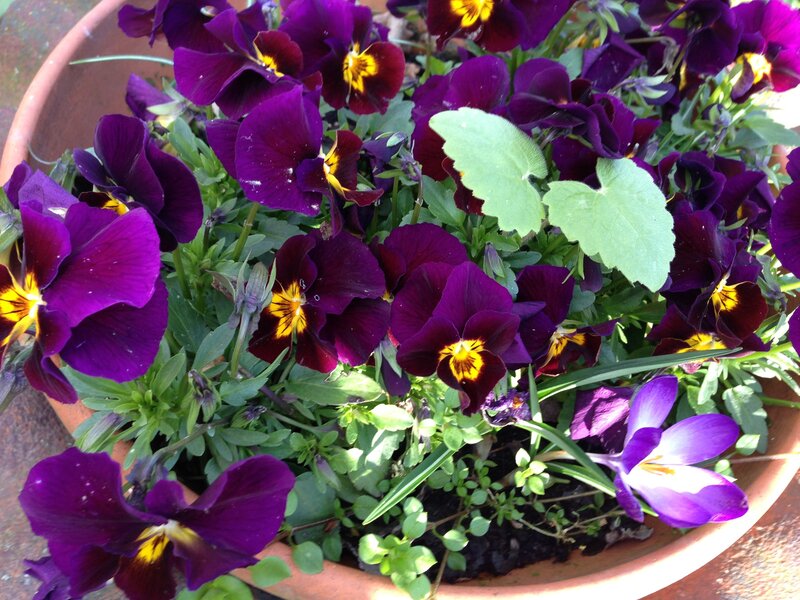Purple Pansies in Pot — Calm, Spring