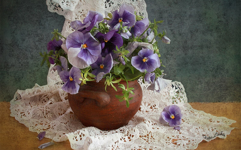 Purple Pansies in Pot